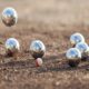 Bocce