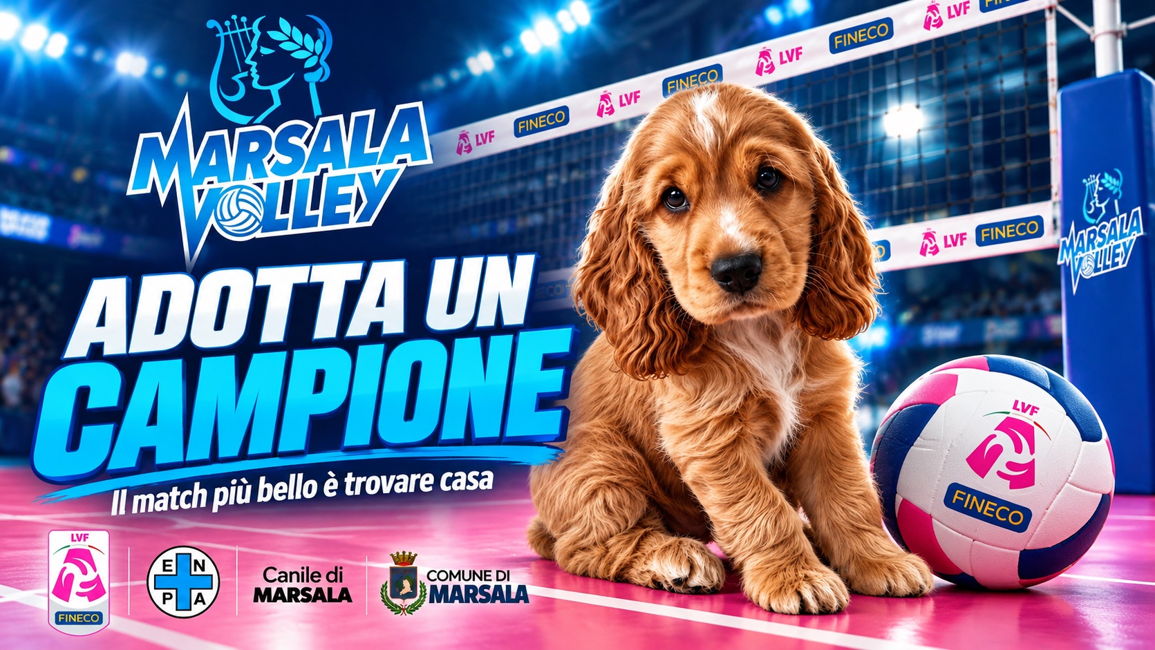 adotta un campione marsala volley in campo per i cani senza famiglia da Oasport.it adotta un campione marsala volley in campo per i cani senza famiglia